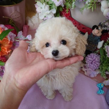トイプードル(ティーカップ)【新潟県・男の子・2024年2月13日・ペールフォーン(クリーム)】の写真「超Cute☆健康的マイクロティーカップ♡パテラ無し」