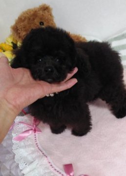 トイプードル(ティーカップ)【新潟県・男の子・2021年7月21日・ブラック(ブルー)】の写真「小さくて可愛い🖤黒ぷーちゃん🖤」