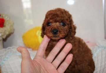 トイプードル(タイニー)【新潟県・男の子・2019年3月19日・レッド】の写真「ご自慢のママから産まれた★貴重なイケワン君★」
