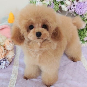 トイプードル(ティーカップ)【新潟県・男の子・2024年3月3日・アプリコット】の写真「マイクロティーサイズ確定❣最高に可愛いです✿」