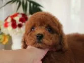 タイニープードル【新潟県・男の子・2019年3月19日・レッド】の写真1「5/21画像更新♪」