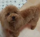 タイニープードル【新潟県・女の子・2019年3月19日・レッド】の写真1「もふもふのテディベアちゃん♪」