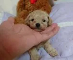 ティーカッププードル【新潟県・男の子・2022年4月9日・クリーム(シャンパン)】の写真2
