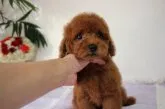 タイニープードル【新潟県・男の子・2019年3月19日・レッド】の写真2