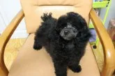 トイプードル(トイ)【新潟県・女の子・2012年7月3日・ブラック(ブル-)】の写真4「被毛！つやつやです！　お目目にも優しさがでています。」