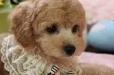ティーカッププードル【新潟県・女の子・2013年5月29日・アプリコット】の写真5