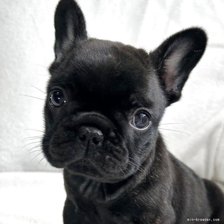 ブリーダー画像