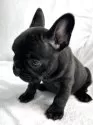 フレンチブルドッグ【福岡県・女の子・2025年9月13日・ブリンドル】の写真7