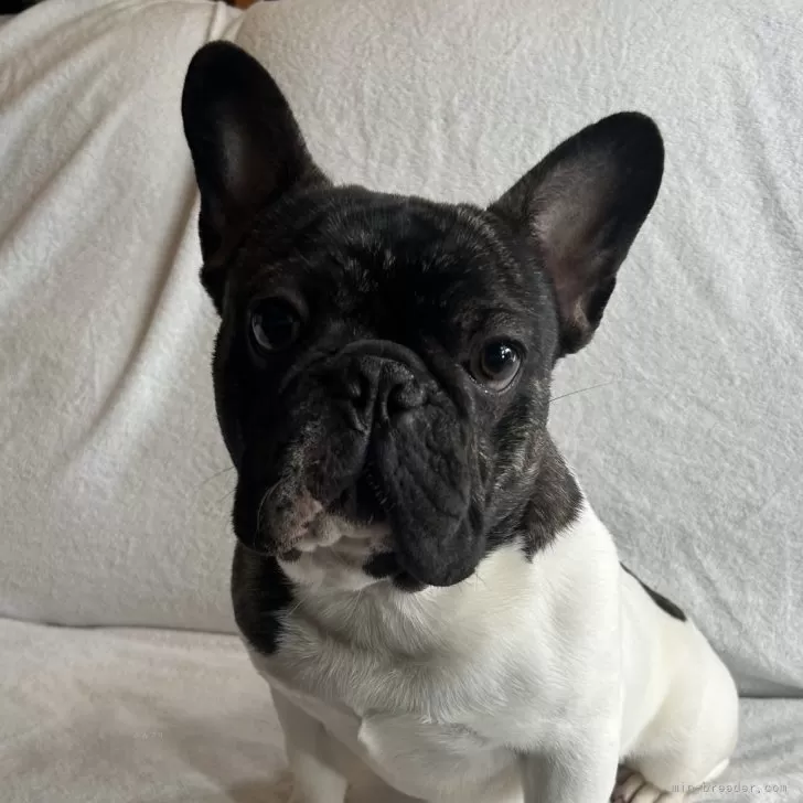 ID:2402-00390の子犬