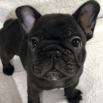 フレンチブルドッグ【福岡県・女の子・2023年6月8日・ブリンドル】の写真「コンパクトでお顔の可愛い女の子」
