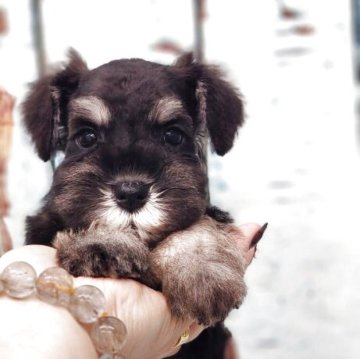 ミニチュアシュナウザー【東京都・男の子・2025年9月7日・ブラック&シルバー】の写真「小ぶりな可愛いイケメン君❤超貴重！超優秀血統！」