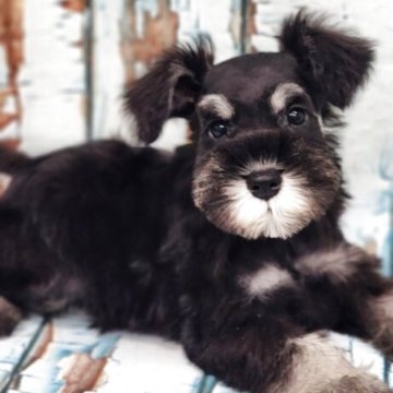 ミニチュアシュナウザー【東京都・男の子・2025年9月7日・ブラック&シルバー】の写真「小ぶりな可愛いい系イケメン君❤超優秀血統！」