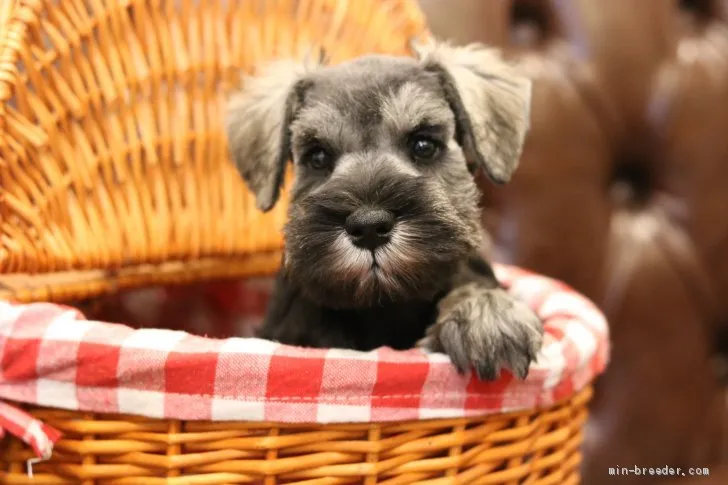 R.O 様のお迎えした子犬