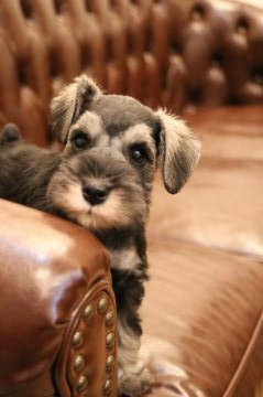 ミニチュアシュナウザー【東京都・女の子・2020年11月8日・ソルト&ペッパー】の写真「JKCチャンピオンの娘。遊び好きなエレガントちゃん」