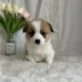 ウェルシュ・コーギー・ペンブローク【愛媛県・男の子・2025年3月7日・レッド&ホワイト】の写真10