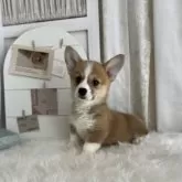 ウェルシュ・コーギー・ペンブローク【愛媛県・女の子・2025年4月16日・レッド&ホワイト】の写真12