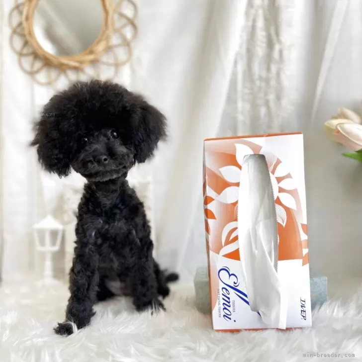 リクちゃん 様のお迎えした子犬