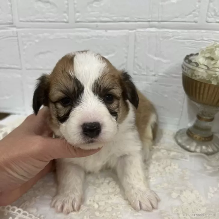 ID:2501-02382の子犬