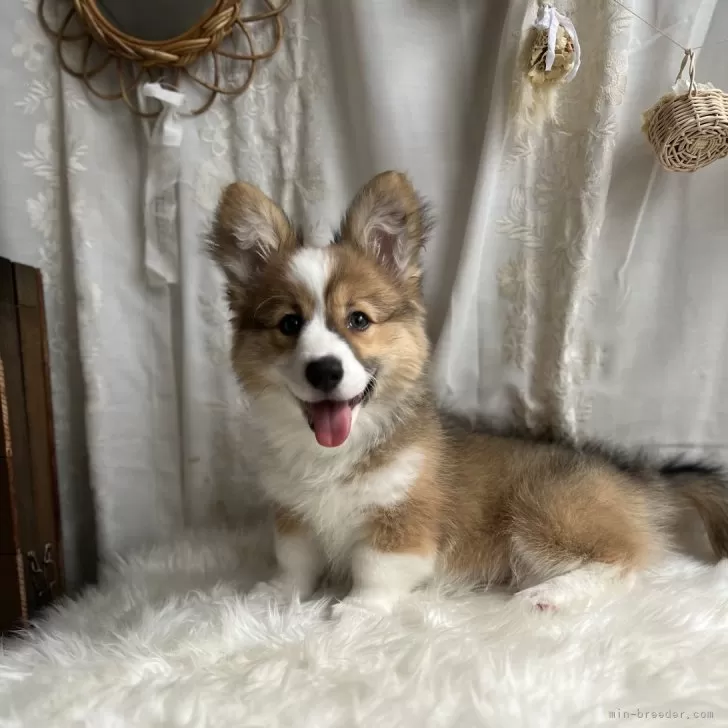 ID：2501-02412の子犬