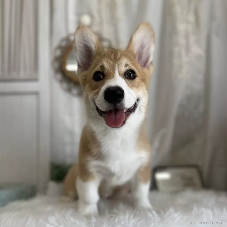 M.K 様のお迎えした子犬