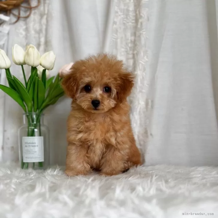 ID:2502-06586の子犬