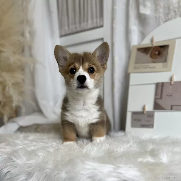 ID:2504-05285の子犬