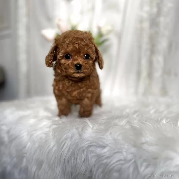 ID:2504-00514の子犬