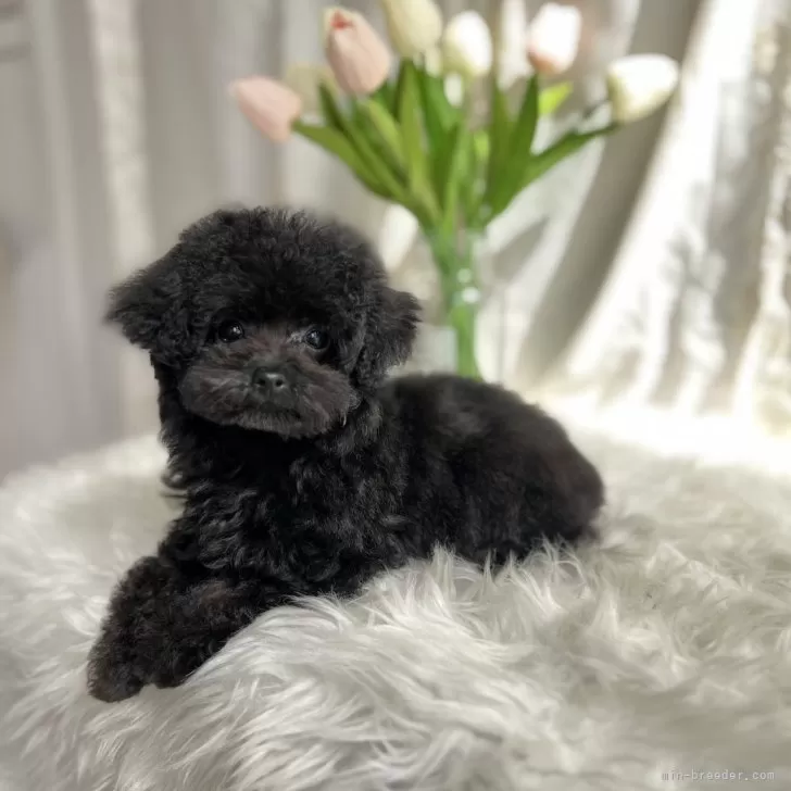 ID:2502-03388の子犬