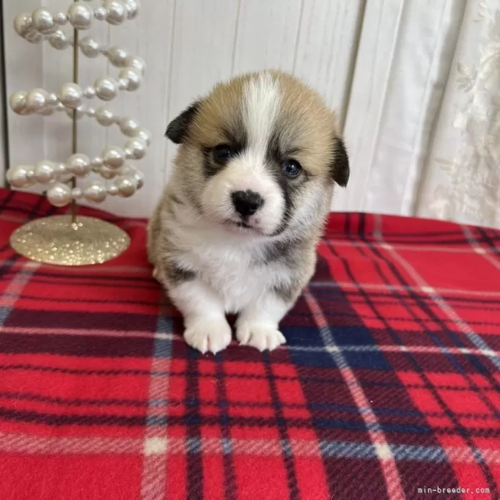 ウェルシュ・コーギー・ペンブローク【愛媛県・男の子・2025年10月29日・レッド&amp;ホワイト】の写真1