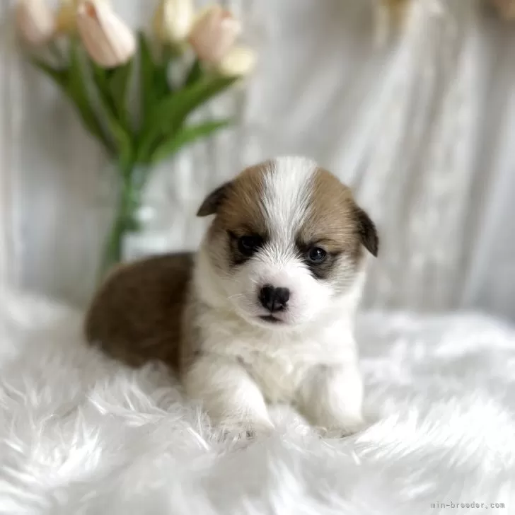 ID:2505-03072の子犬