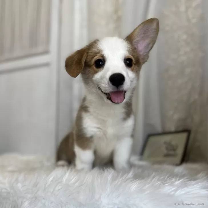 ID：2505-03009の子犬