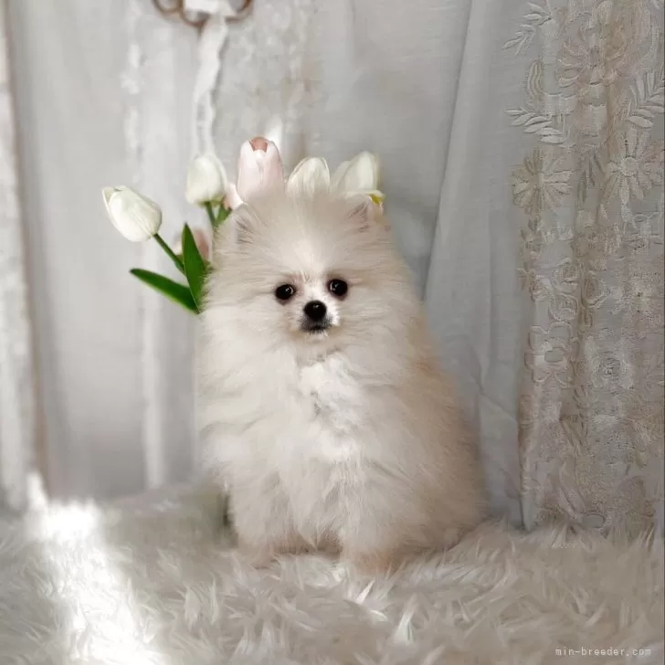 ID：2502-06868の子犬