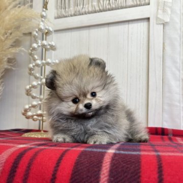 ポメラニアン【愛媛県・男の子・2025年9月23日・クリームセーブル】の写真「元気いっぱい！くまさんみたいな子です🧸」