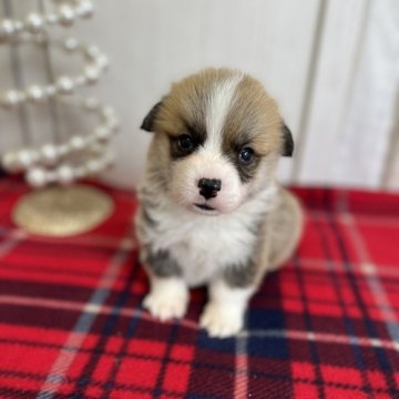 ウェルシュ・コーギー・ペンブローク【愛媛県・男の子・2025年10月29日・レッド&ホワイト】の写真「両親DMクリアです。尻尾付き」