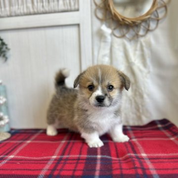 ウェルシュ・コーギー・ペンブローク【愛媛県・男の子・2025年10月29日・レッド&ホワイト】の写真「両親DMクリアです。尻尾付き」