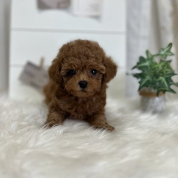 トイプードル(ティーカップ)【愛媛県・男の子・2025年7月26日・レッド】の写真「小さな元気な子です！」