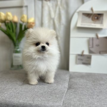 ポメラニアン【愛媛県・男の子・2025年6月7日・クリーム】の写真「一目惚れ注意！本当にかわいいです」