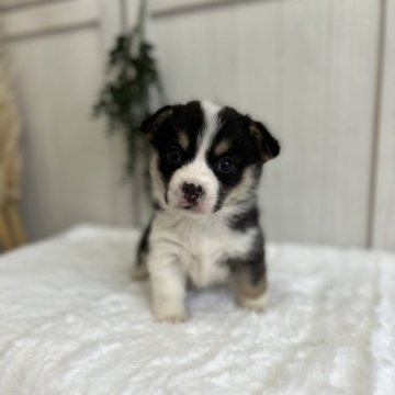 ウェルシュ・コーギー・ペンブローク【愛媛県・女の子・2025年11月23日・ブラックタン&ホワイト】の写真「両親DMクリアです。レッドヘッド」