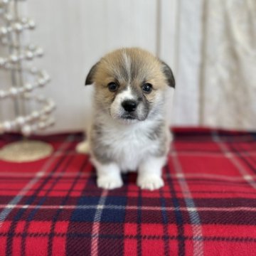 ウェルシュ・コーギー・ペンブローク【愛媛県・男の子・2025年10月29日・レッド&ホワイト】の写真「両親DMクリアです。尻尾付き」