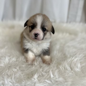 ウェルシュ・コーギー・ペンブローク【愛媛県・女の子・2025年11月28日・レッド&ホワイト】の写真「両親DMクリアです。尻尾付き」