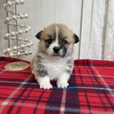 ウェルシュ・コーギー・ペンブローク