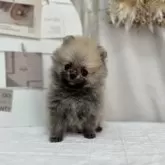 ポメラニアン