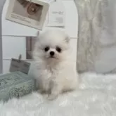 ポメラニアン
