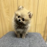 ポメラニアン