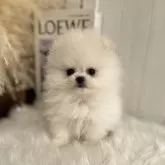 ポメラニアン