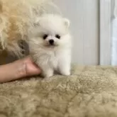 ポメラニアン