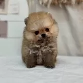 ポメラニアン