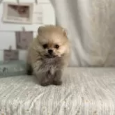 ポメラニアン