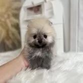 ポメラニアン