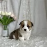 ウェルシュ・コーギー・ペンブローク【愛媛県・男の子・2025年3月7日・レッド&ホワイト】の写真4